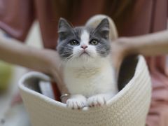 -lincat·猫舍(广州店)