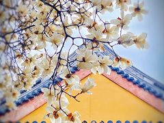 -龙华寺