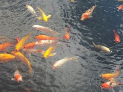 -滕州微山湖红荷湿地景区
