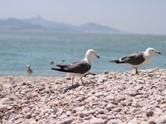 -海驴岛(荣成市)