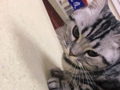 -艾贝尔宠物医院·狂犬免疫点(江山金象城店)