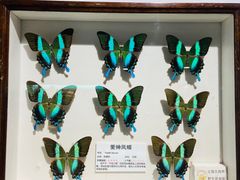 -上海大自然野生昆虫馆(东方明珠·爬宠昆虫探索中心)