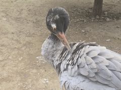 -青藏高原野生动物园