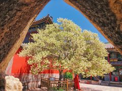 -五台山风景名胜区-罗睺寺