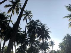 -东郊椰林