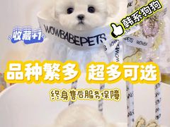 -萌宠之家·腊肠犬·马尔泰·小体犬舍