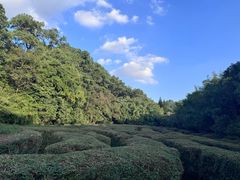-大屏嶂森林公园