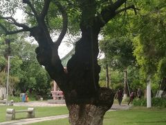 -名树园