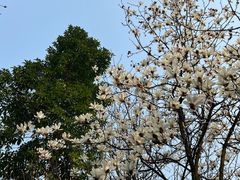 -龙头寺公园