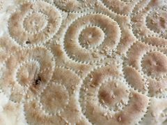 -新疆狼爷烤肉(宋庄店)