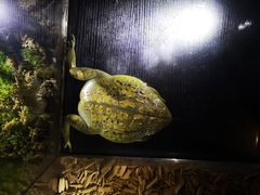 -萌宠奇缘