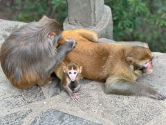 -黔灵山公园