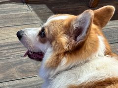 -肥朵食堂(带梦胡同店)