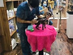 -安安宠医宠物医院·异宠·犬猫内科(岳阳分院)