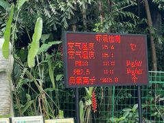 -西双版纳原始森林公园