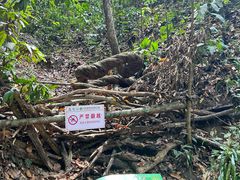 -西双版纳原始森林公园