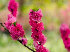 -南汇桃花村