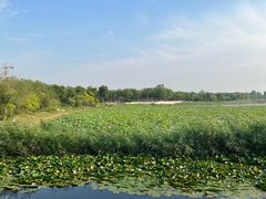-天津东丽湖风景区