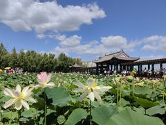 -莲花池公园