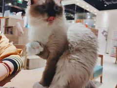 -藏猫猫咖啡主题馆(中央大道店)