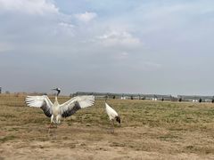 -盐城丹顶鹤湿地生态旅游区