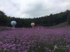 -大塘金香草谷