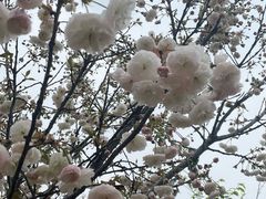 -天适樱花悠乐园