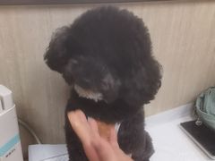 -北京观赏动物医院·24小时大型综合·猫专科·异宠专科