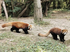 -成都大熊猫繁育研究基地