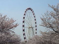 -顾村公园