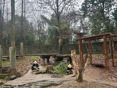 -都江堰中华大熊猫苑