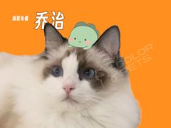 -COLOR PETS 撸猫馆·购猫·猫咖(长风大悦城店)
