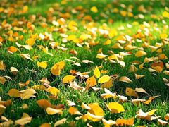 -长白岛森林公园