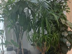 -大树餐厅(红旗街万达店)