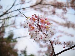 -深圳国际园林花卉博览园
