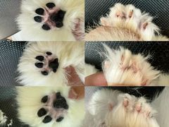 -momokira米努特·德文卷毛猫·棉花面纱犬