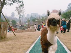 -黄龙溪欢乐田园