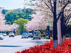 -千岛湖天屿景区