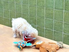 -帕帕拉兹宠物(亚洲旗舰店)