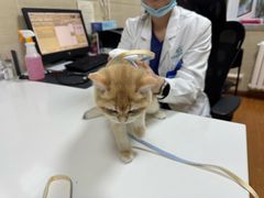 -北京观赏动物医院·24小时大型综合·猫专科·异宠专科