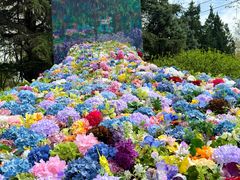 -上海共青森林公园