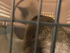 -艾吉宠物医院·疑难杂症转诊中心·猫友好(碧江路院)