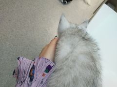 -爱诺耐芙动物医院(万博店)