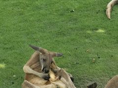 -西霞口神雕山野生动物世界