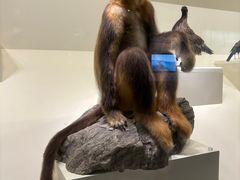 -四川大学博物馆