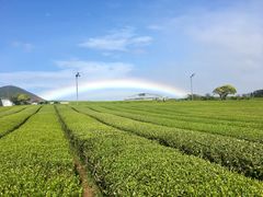 -雪绿茶博物馆
