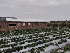 -尚果生态采摘园