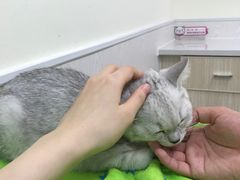 -凯特喵百思猫专科医院