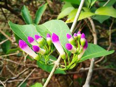 -华南国家植物园-售票处