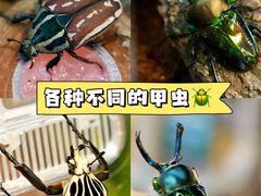 -正佳雨林生态植物园